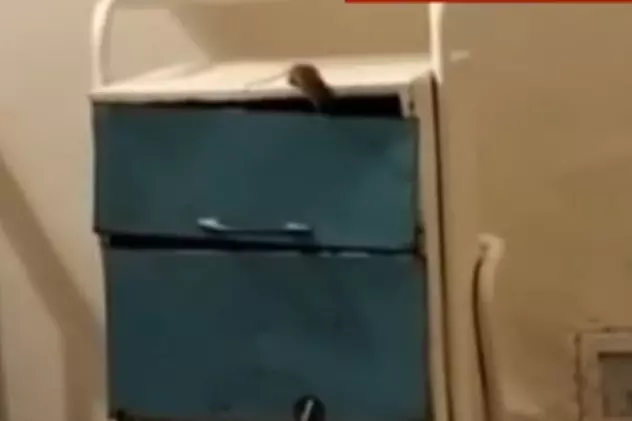 Spital din Sălaj, amendat cu 5.000 de lei de DSP după ce un șoarece a fost filmat în secția de pediatrie