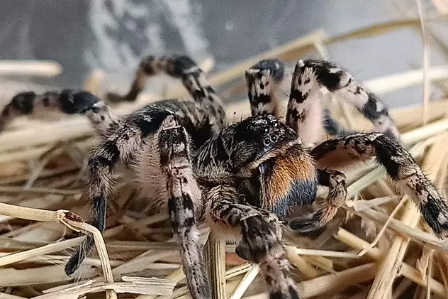 Ce este și cum arată tarantula românească, descoperită pe un șantier din Voluntari - Imagine cu tarantula românească, un păianjen din specia Lycosa singoriensis.