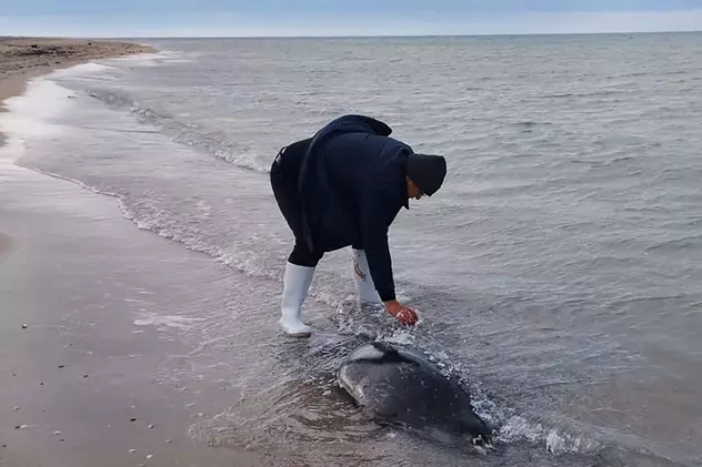 Sute de foci au fost găsite moarte pe coasta Mării Caspice, în Daghestan. „Numărul lor poate fi mai mare”