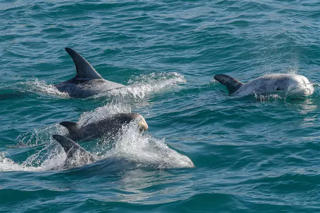 Studiu: Delfinii, nevoiți „să strige” la semenii lor din cauza poluării fonice