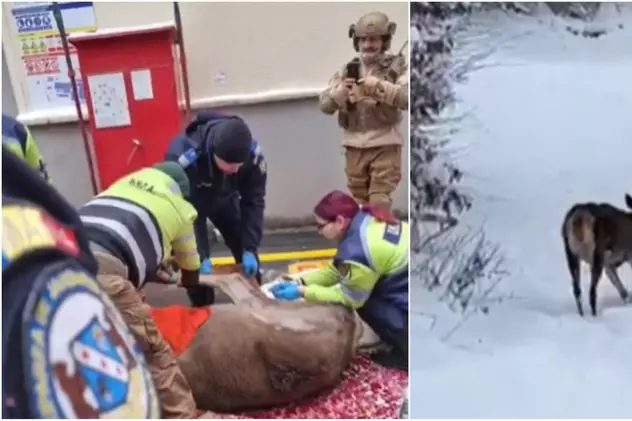 Jandarmii au salvat o căprioară rănită în curtea unei fabrici din Braşov. Imagini din timpul intervenției