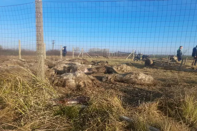 Zeci de oi, ucise de o haită de câini la o fermă de la marginea municipiului Timișoara