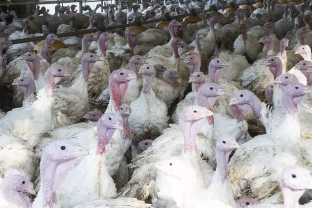 Focare de gripă aviară la platforma zootehnică din Codlea. 224.000 de curcani vor fi sacrificați