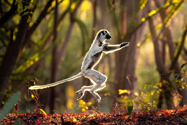 Fauna sălbatică unică din Madagascar, amenințată de dispariția iminentă, spun oamenii de știință