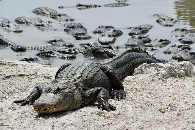 Ce diferenţe există între crocodil şi aligator - Imagine cu mai mulţi aligatori pe marginea unei ape