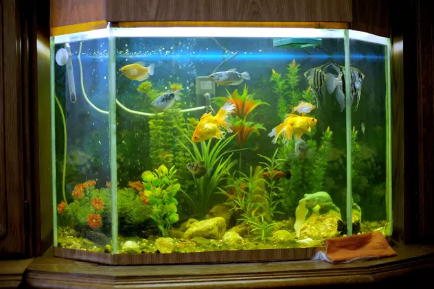 Acvariu cu pești – tot ce ai nevoie pentru un acvariu ideal - Imagine cu un acvariu cu peşti