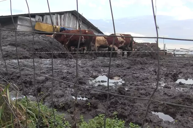 60 de vaci, ținute în noroi, sub cerul liber, la o fermă improvizată din Arad. Fermierul riscă să rămână fără fonduri europene