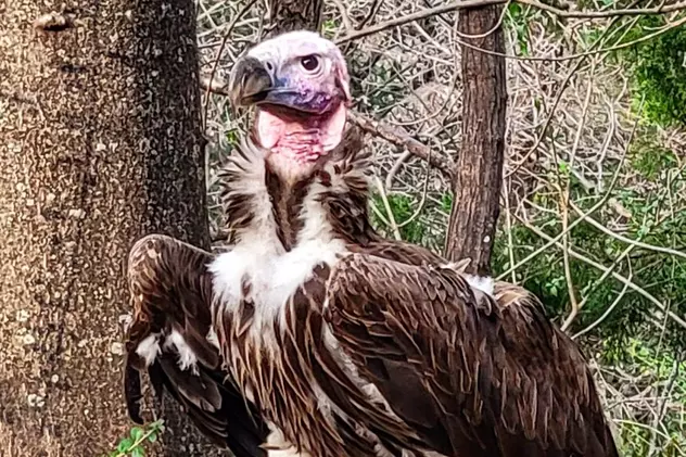 De ce a murit vulturul Pin? Grădina Zoologică din Dallas oferă 10.000 de dolari pentru orice informații utile