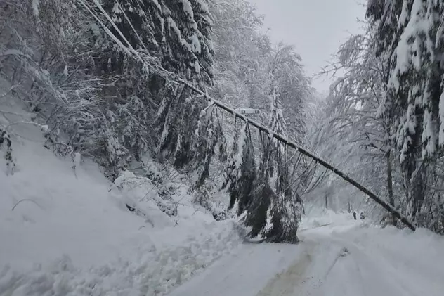 Drumul de acces către stațiunea cărășeană Muntele Mic, blocat de mai mulți brazi puși la pământ: „Așa este după prima zăpadă mai serioasă”