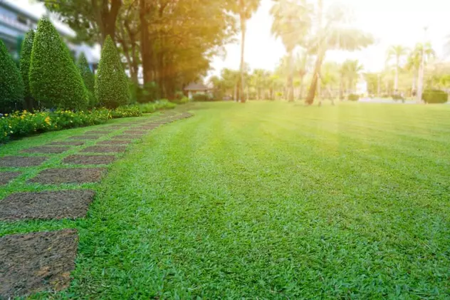 5 motive pentru care iarba trebuie tunsă periodic