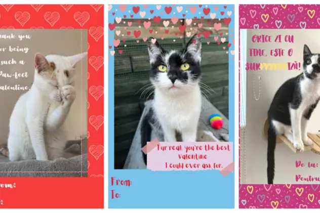 Felicitări de Valentine's Day cu pisici, inițiativa unui ONG clujean pentru iubitorii de animale care celebrează iubirea