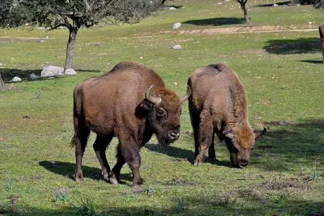 O regie din Craiova împrumută 550.000 de euro ca să cumpere bizoni, mașini second-hand și să fabrice brichete din rumeguș