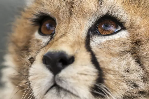 A murit ultimul pui de ghepard asiatic născut în captivitate, în Iran. Specia este pe cale de dispariție