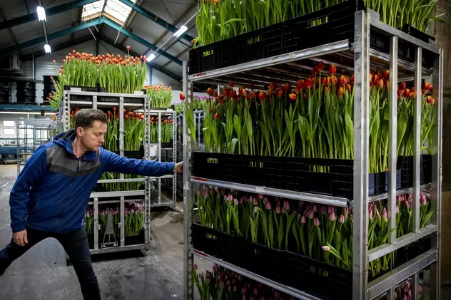 Firmele olandeze continuă să exporte flori în Rusia: „Decât să dea bani pe tancuri, mai bine să cumpere lalele”
