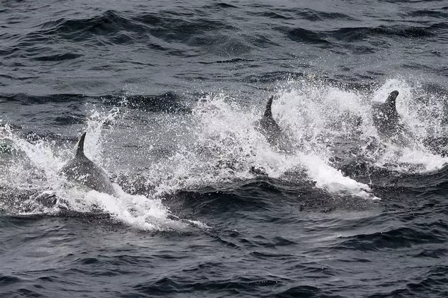 Peste 900 de delfini au eșuat pe plajele Franței de la Oceanul Atlantic, în acest an