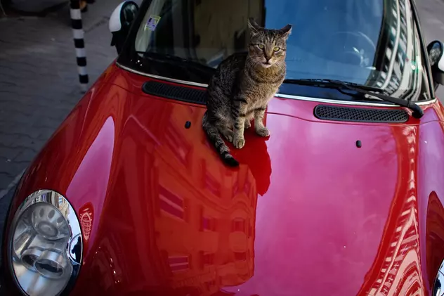 Un bărbat și-a dat în judecată vecinul din cauză că pisica acestuia i-a zgâriat mașina, în Austria