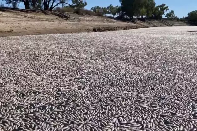 Milioane de pești au murit într-un râu din Australia. Care este cauza