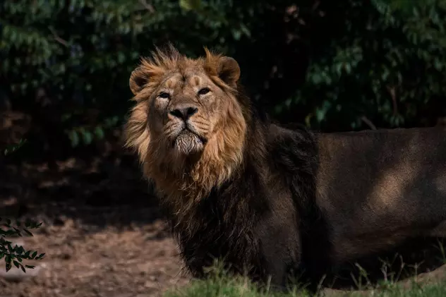India înființează un nou sanctuar pentru leii asiatici după ce numărul exemplarelor a crescut simțitor