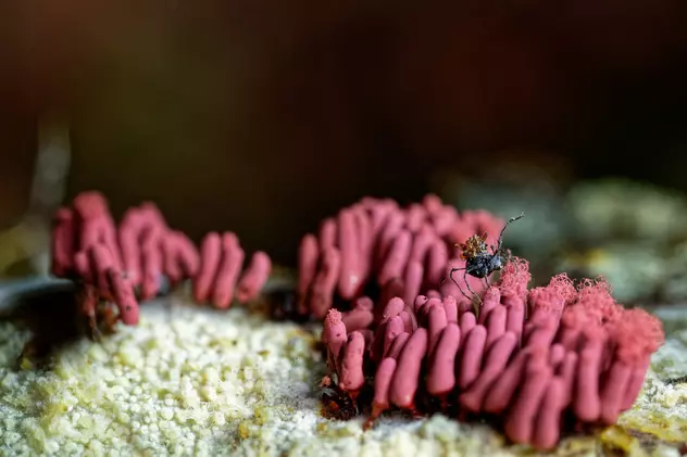 O ciupercă parazit care infectează și ucide păianjenii, descoperită în Brazilia