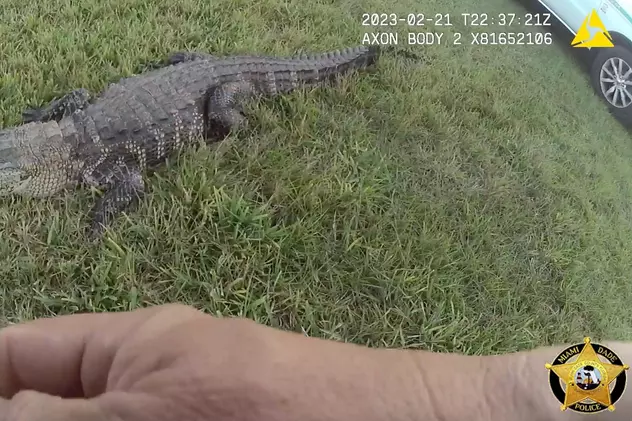 Un aligator l-a mușcat pe un bărbat din Florida imediat după ce acesta a deschis ușa. „L-am surprins la fel de mult cum m-a surprins el pe mine"