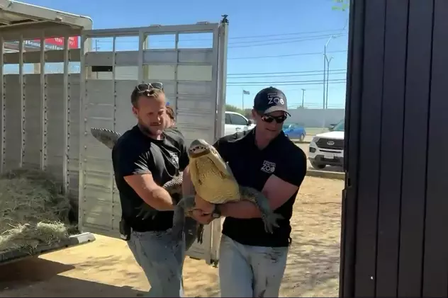 O grădină zoologică din Texas a recuperat un aligator furat când era ou, în urmă cu 20 de ani