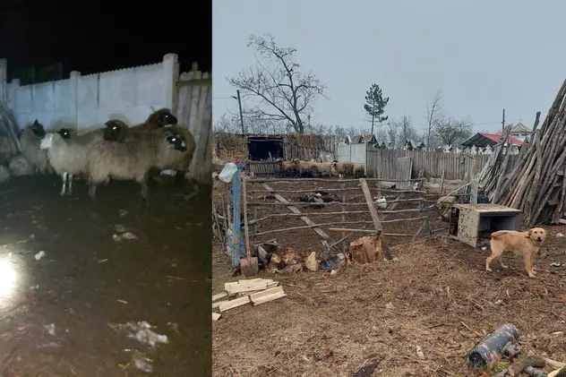 Șacalii au făcut prăpăd în Dolj. Zeci de animale au fost sfâșiate de prădători. Primar: „Au atacat sălbatic în sat” | VIDEO