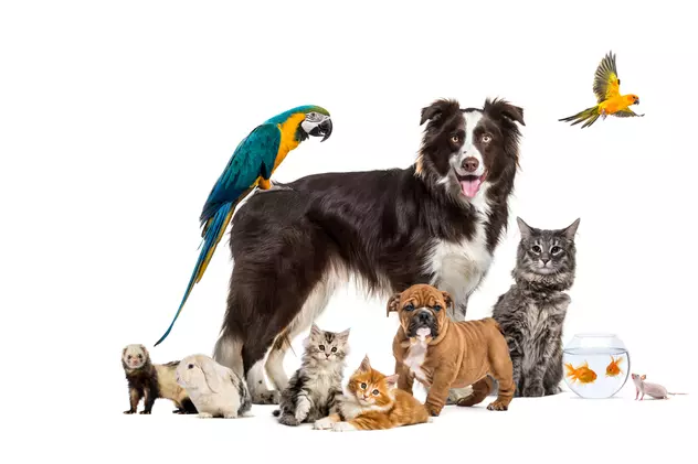 Cum alegi animalul de companie potrivit pentru tine - Imagine cu mai multe animale de companie, de la câini la peşti.