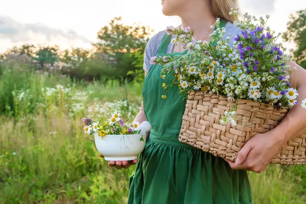 Plante medicinale pe care să le creşti în grădina ta - Imagine cu o femeie care ţine în mâini un bol şi un coş cu plante medicinale, pe un câmp.