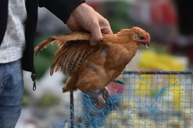 Focar de gripă aviară în Teleorman. Peste 100 de păsări au fost sacrificate