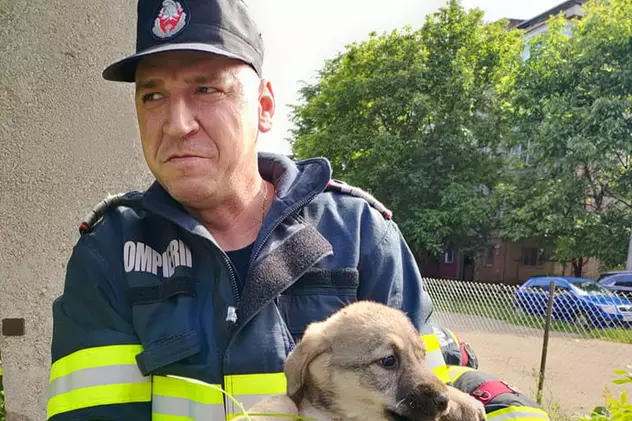 Patru căţeluşi au fost salvaţi de pompierii din Hunedoara, după ce au căzut într-un canal