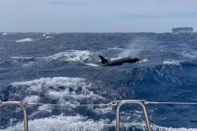 Ambarcațiune grav avariată de o balenă ucigașă în largul coastelor Spaniei. Atacurile s-au intensificat în ultima perioadă