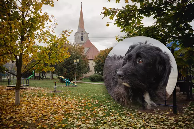 REPORTAJ. Mateș, câinele credincios care își așteaptă de trei ani stăpânul decedat în fața unei biserici din Transilvania: „L-a iubit mult”