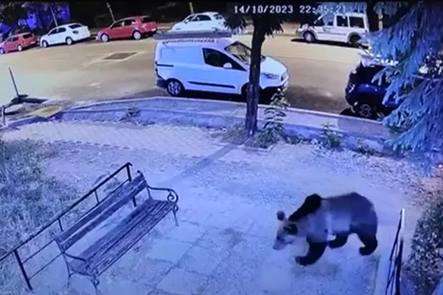 Un urs a apărut în timpul nopții pe străzile municipiului Bistrița. Mesaje Ro-Alert pentru locuitorii din zonă