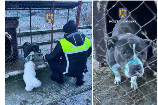 Un bărbat care organiza lupte de câini în Mureș și a tăiat urechile unuia dintre animale, amendat cu 8.000 de lei | FOTO