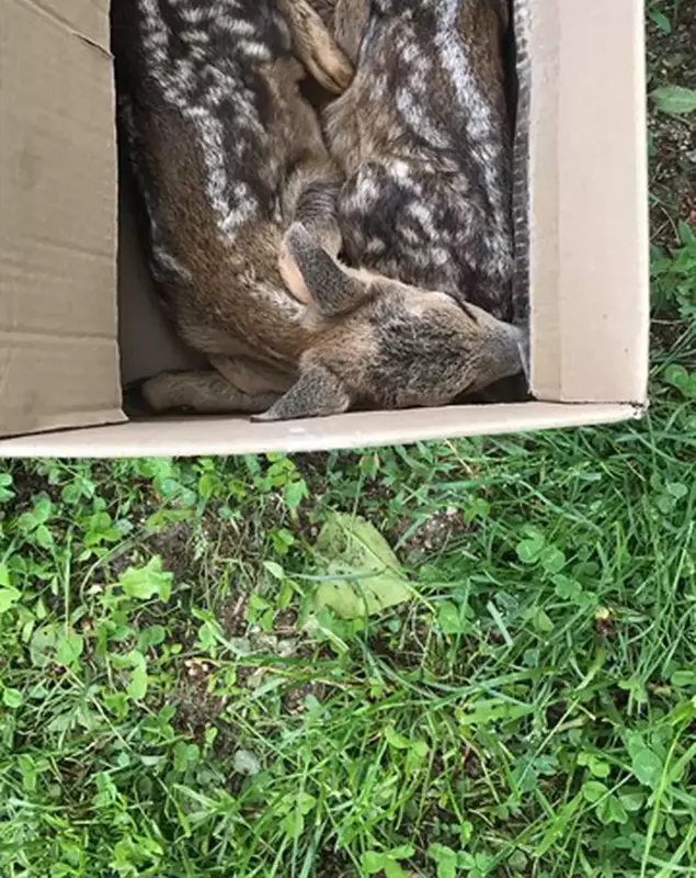 pui-de-caprioara-3_360x640