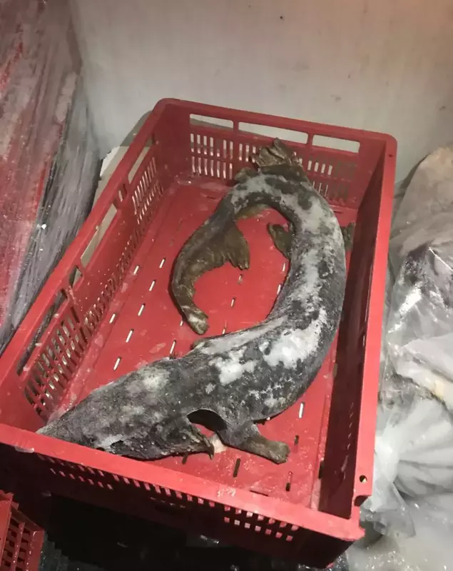 peste_control_OPC_Constanta (1)