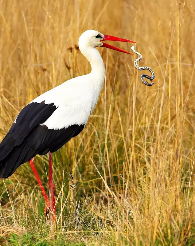 foto 6 – Barza alba_photo credit_Daniel Petrescu