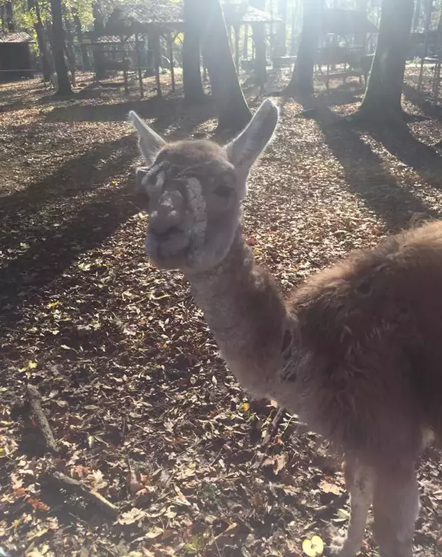 Animale bolnave la Grădina Zoologică din Timișoara. O femeie vrea să facă plângere la DSV