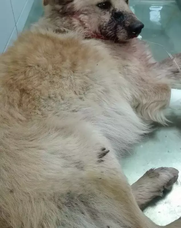 Un câine a fost împușcat din mașină, la Constanța