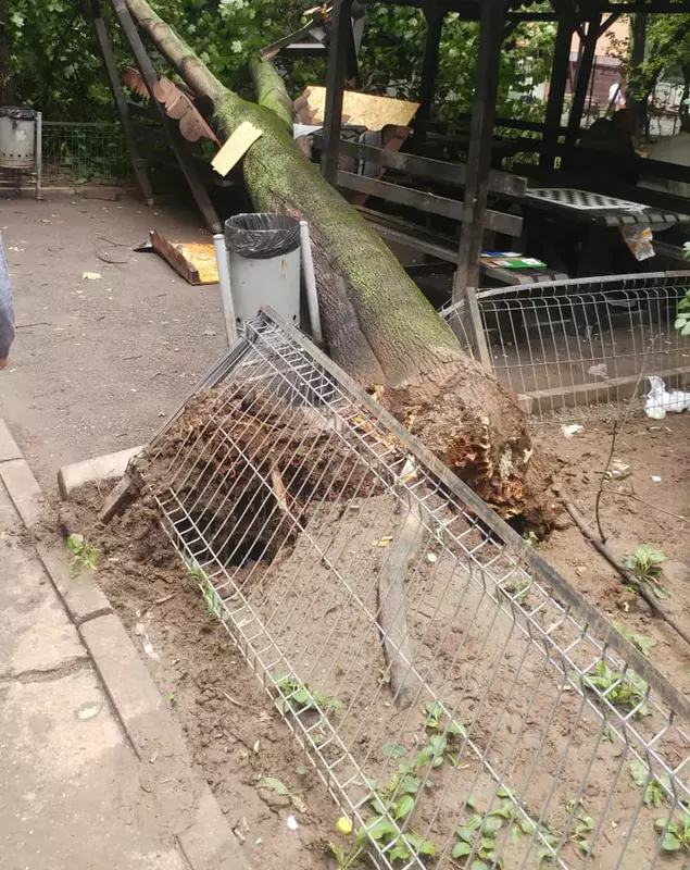 copac căzut pe un foișor în Drumul Taberei