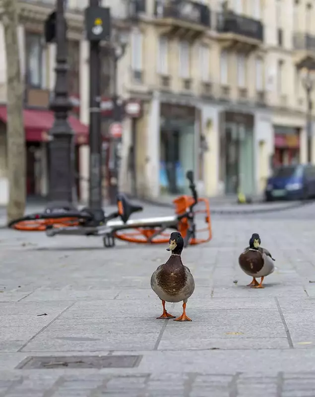 Raţele se plimbă pe străzile din Paris Foto: Hepta
