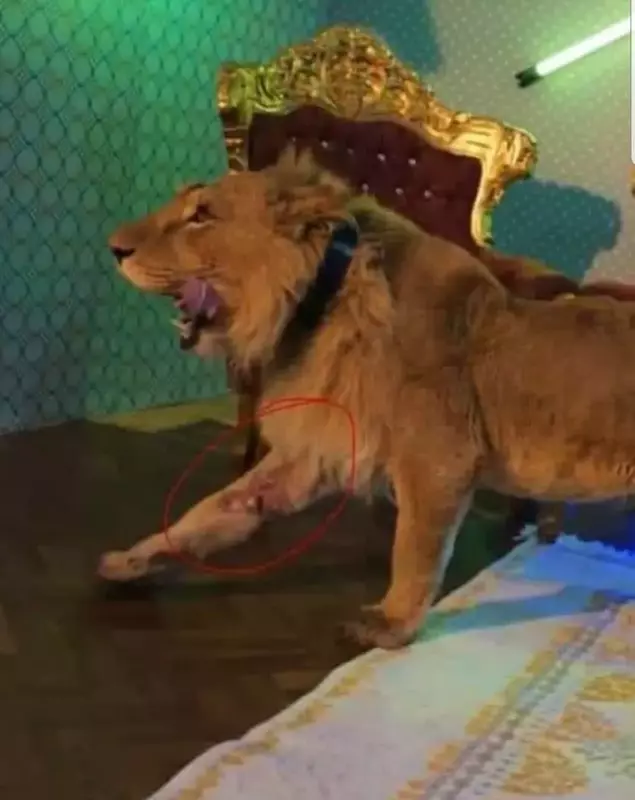 Manelistul Dani Mocanu a filmat un videoclip cu un leu rănit