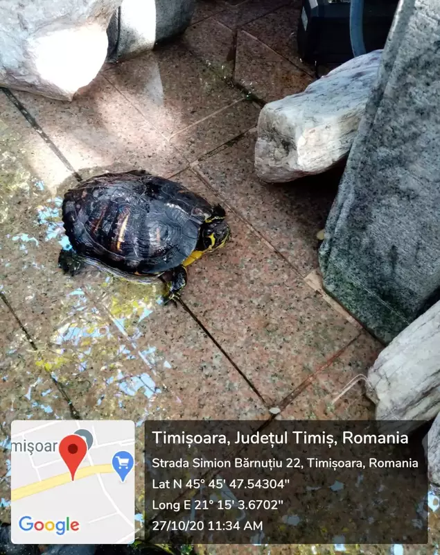 broaste testoase salvate 1