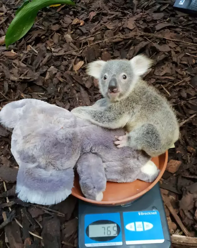 animals-being-weighted-5ee9c8f14d8ee__700 (2)