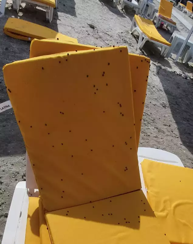 buburuze_litoral_mamaia___1 (1)