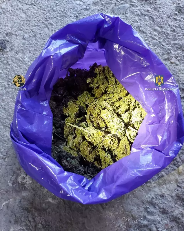 Percheziții droguri Oradea foto: Poliția Română