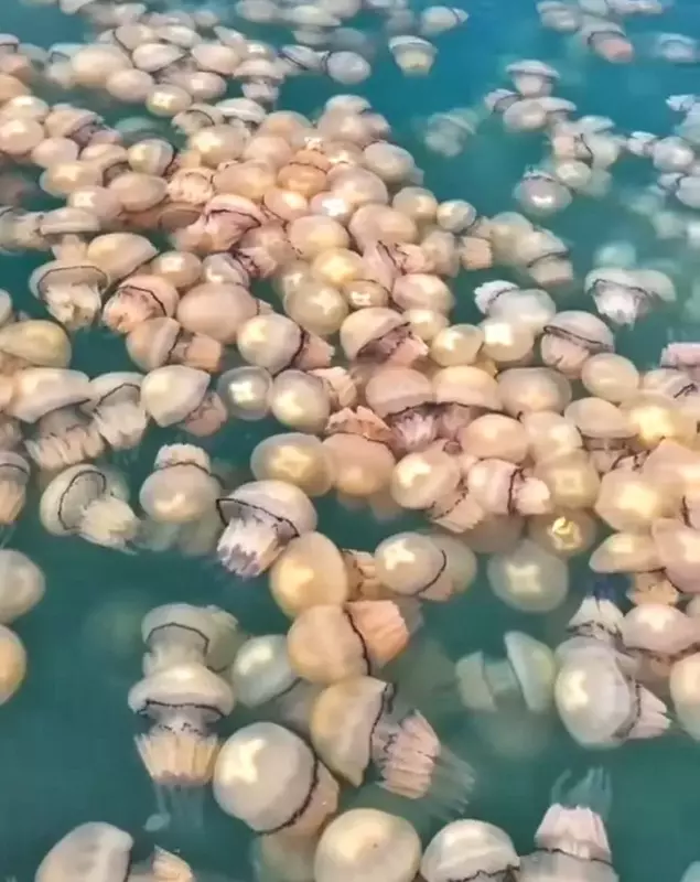 meduze2-facebook-eforieonline