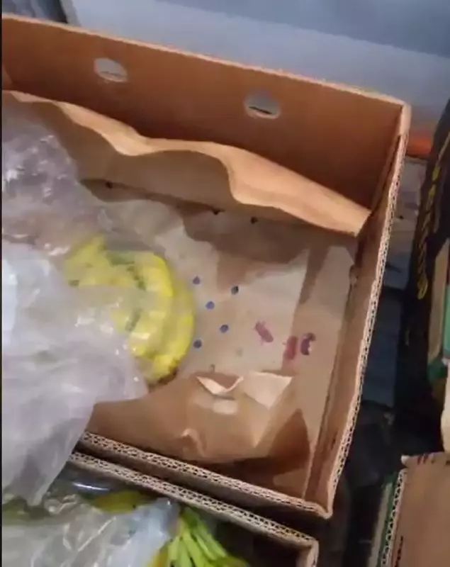 soareci-banane-lidl-lugoj1