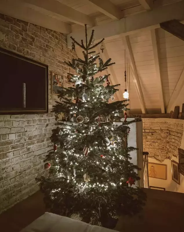 dana rogoz brad de craciun (2)