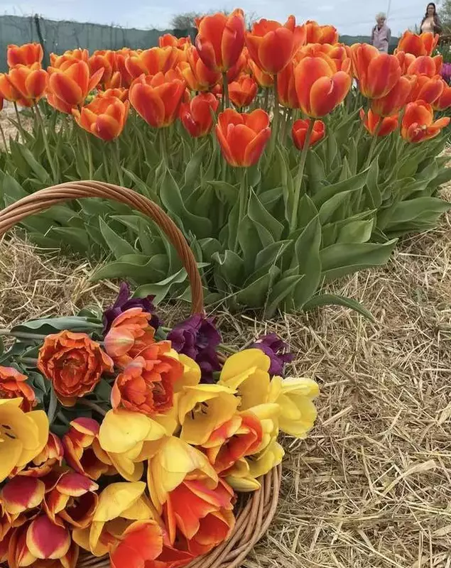 Câmp de lalele din Ungaria | Foto: TulipGarden Hungary